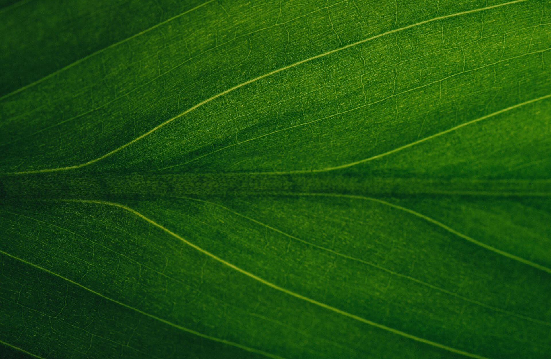 Essential Energy — Web Design & Development Case Study | MODO — Web Design & Development